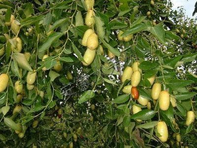繁昌长枣：地理标志证明商标的特色枣品