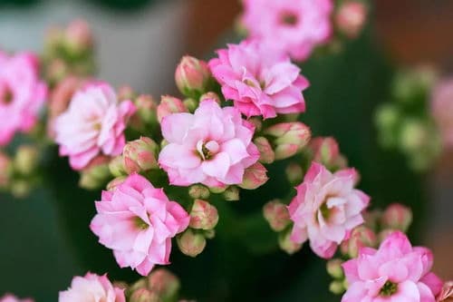 各种花的花语及寓意