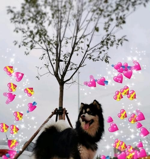 初次饲养阿拉斯加犬必须注意的6件事