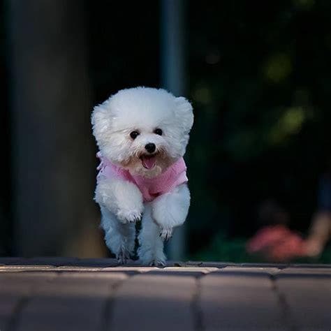 最聪明的狗：认识十大犬种的智商排行榜