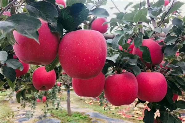 中国苹果的种植历史：从西汉绵苹果到现代优质品种