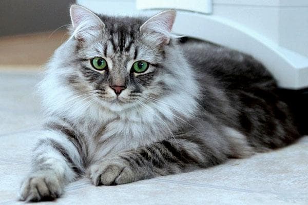 西伯利亚森林猫：古老而迷人的自然家猫品种