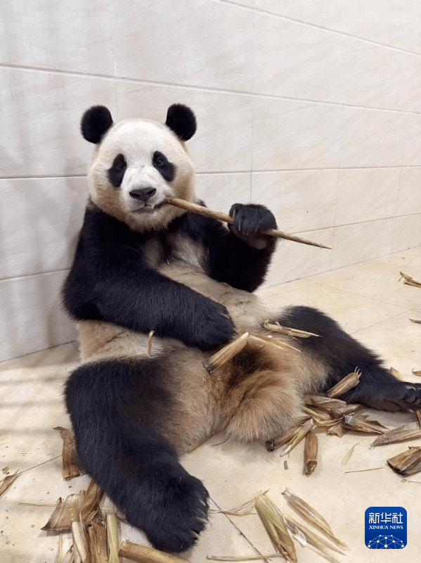 新华社记者独家现场探访大熊猫“福宝”