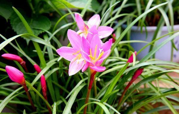水仙花的作用与养殖方法