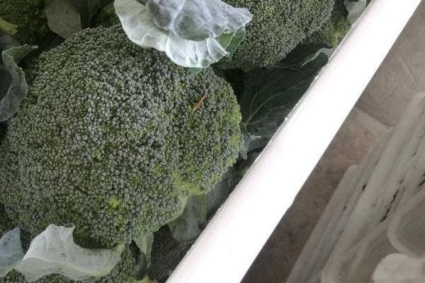 西兰花最晚几月份播种？