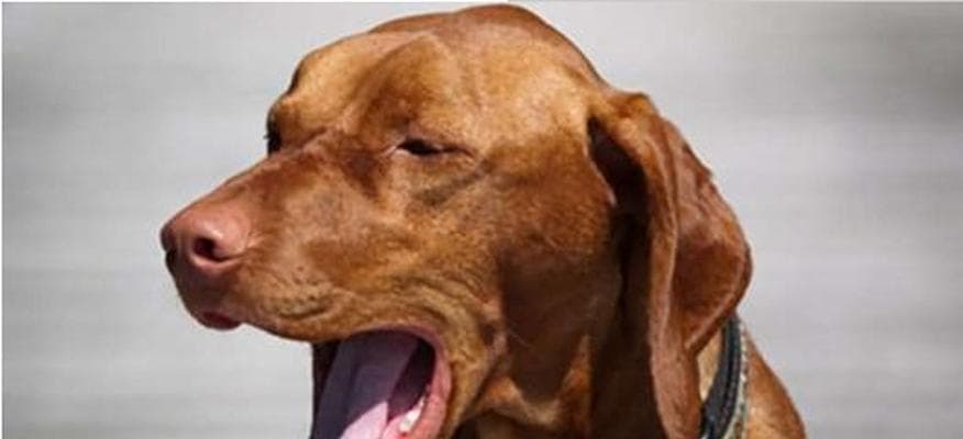 小孩犬咳嗽——原因与解决方法（揭秘小孩犬咳嗽的真相，助你为宠物提供健康护理）