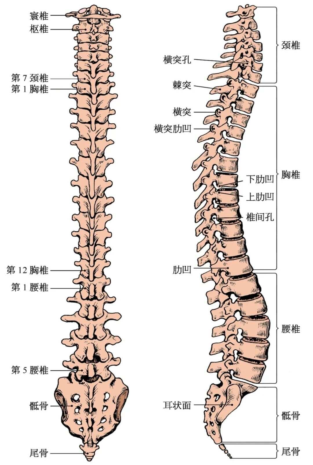 “脊柱侧弯”的定义、成因、分类、等级、评估、康复训练