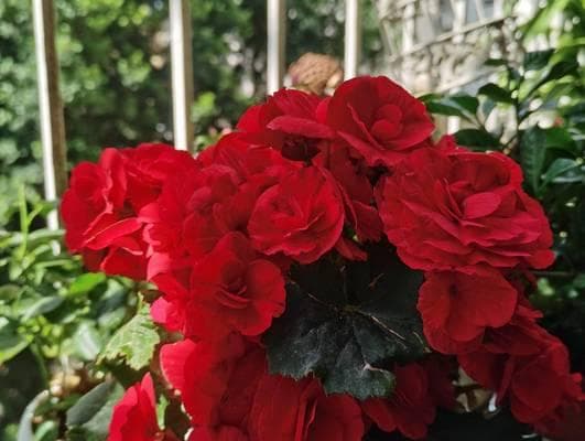 海棠花的家庭养护全攻略：打造芳香四溢的花园