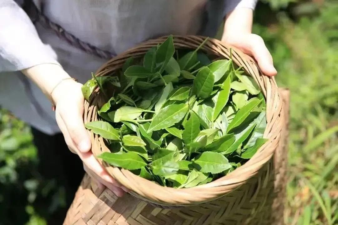 粗茶淡饭 安溪味道