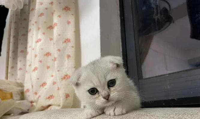猫咪的体力消耗及健康保健（宠物猫咪的运动量与健康）