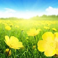 花叶龟背竹：一种独特的室内观叶植物