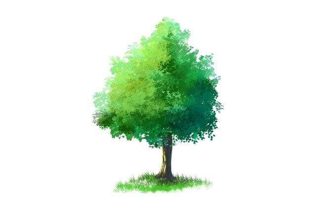 香樟树：一种常见的亚热带常绿阔叶树种