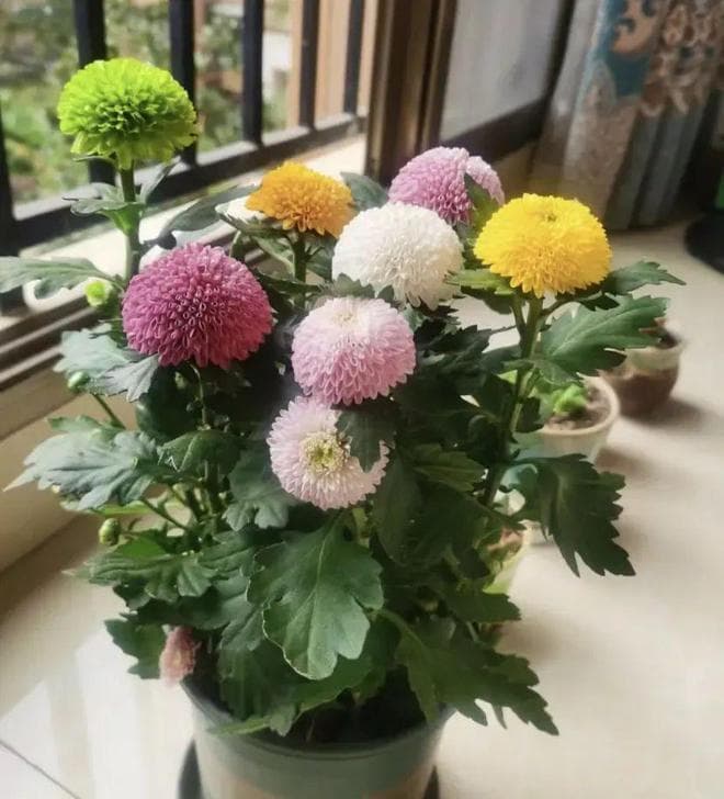 五彩乒乓菊，难道是染色了？并没有，多个品种放在了一起！