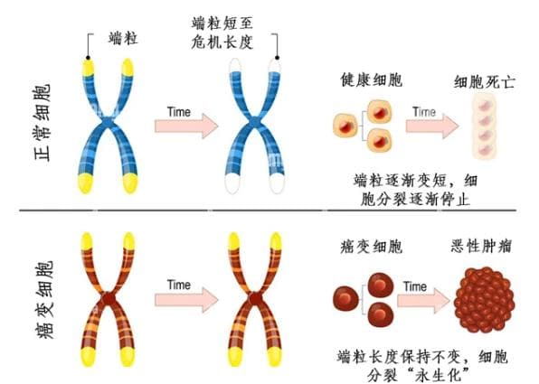 端粒长度：生命衰老的分子时钟