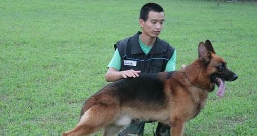 宠物训练成功的关键在于主人（探究主人态度、技能和时间对犬只训练的影响）