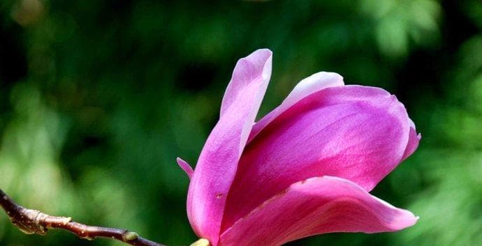 各种花的花语是什么？如何根据场合选择合适的花卉？