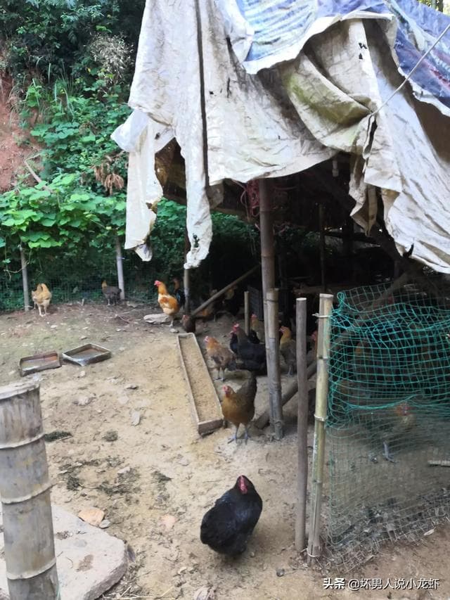 养鸡的成本与利润分析：从鸡舍到销售的全方位解析