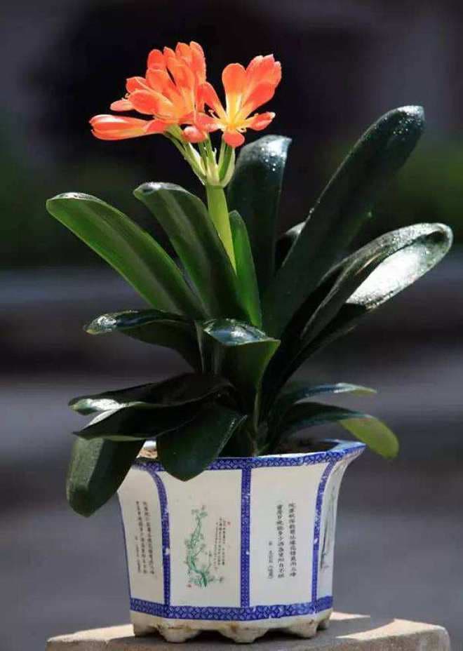 君子兰一年开几次花