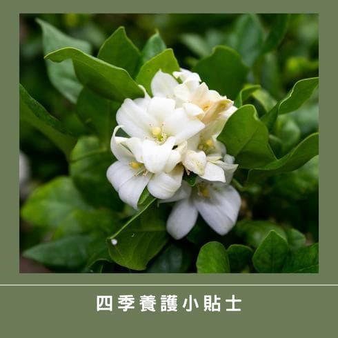 茉莉花的养护技巧：家中自然香氛的来源