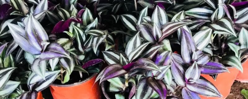 吊竹梅的寓意与养护方法：清新淡雅的观赏植物
