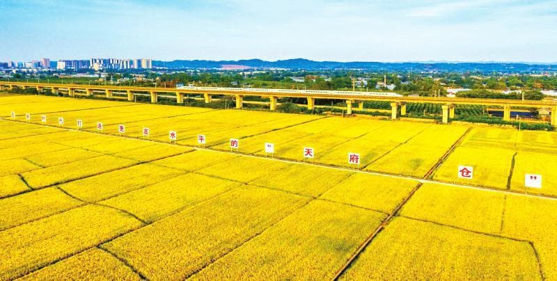 四川粮食生产交出高分答卷：播种面积9608.9万亩，总产量726.8亿斤创新高