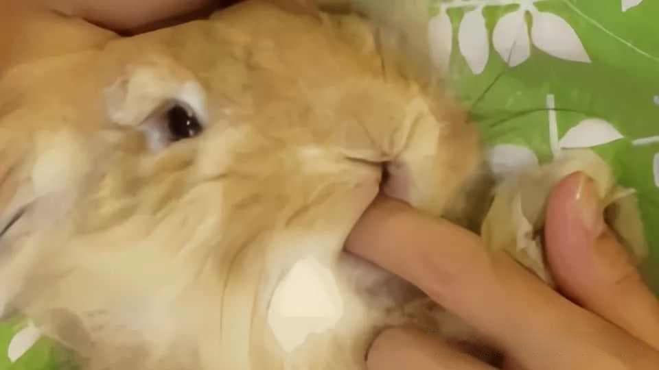 如何应对兔子咬人的行为？