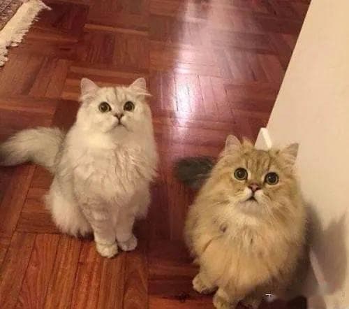 白色猫咪品种鉴，金吉拉风采独领