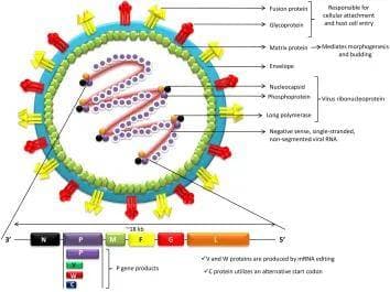 尼帕病毒(Nipah Virus)：旧威胁，新挑战——人畜共患疾病的新篇章