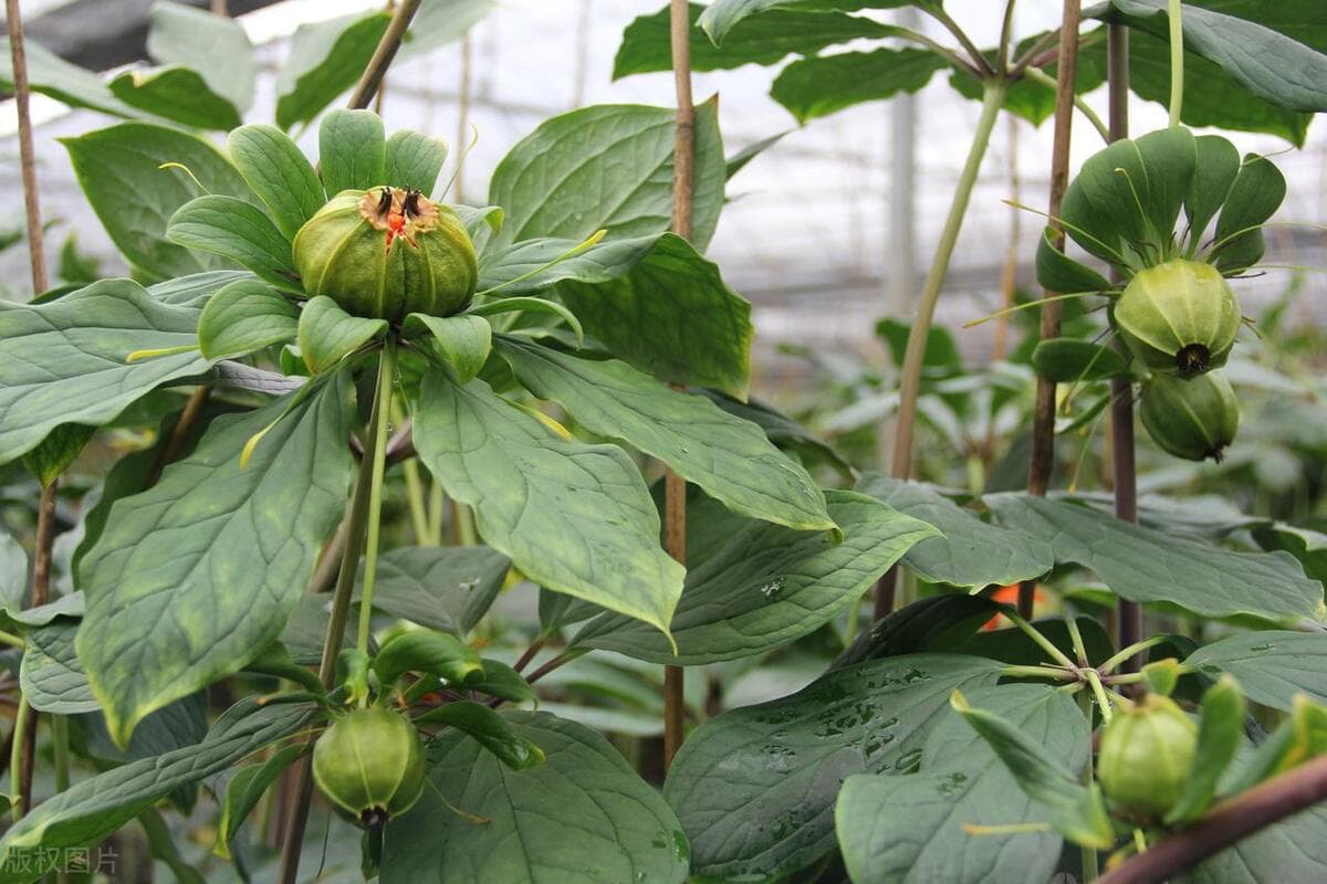 重楼种植技术与栽培管理