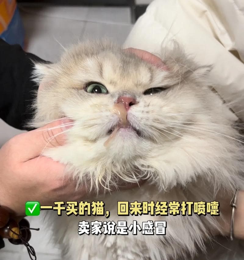 小猫为什么总打喷嚏？（探究小猫喷嚏的原因及应对方法）