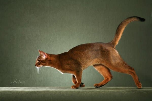 国际猫协会承认的71种纯种猫咪大盘点