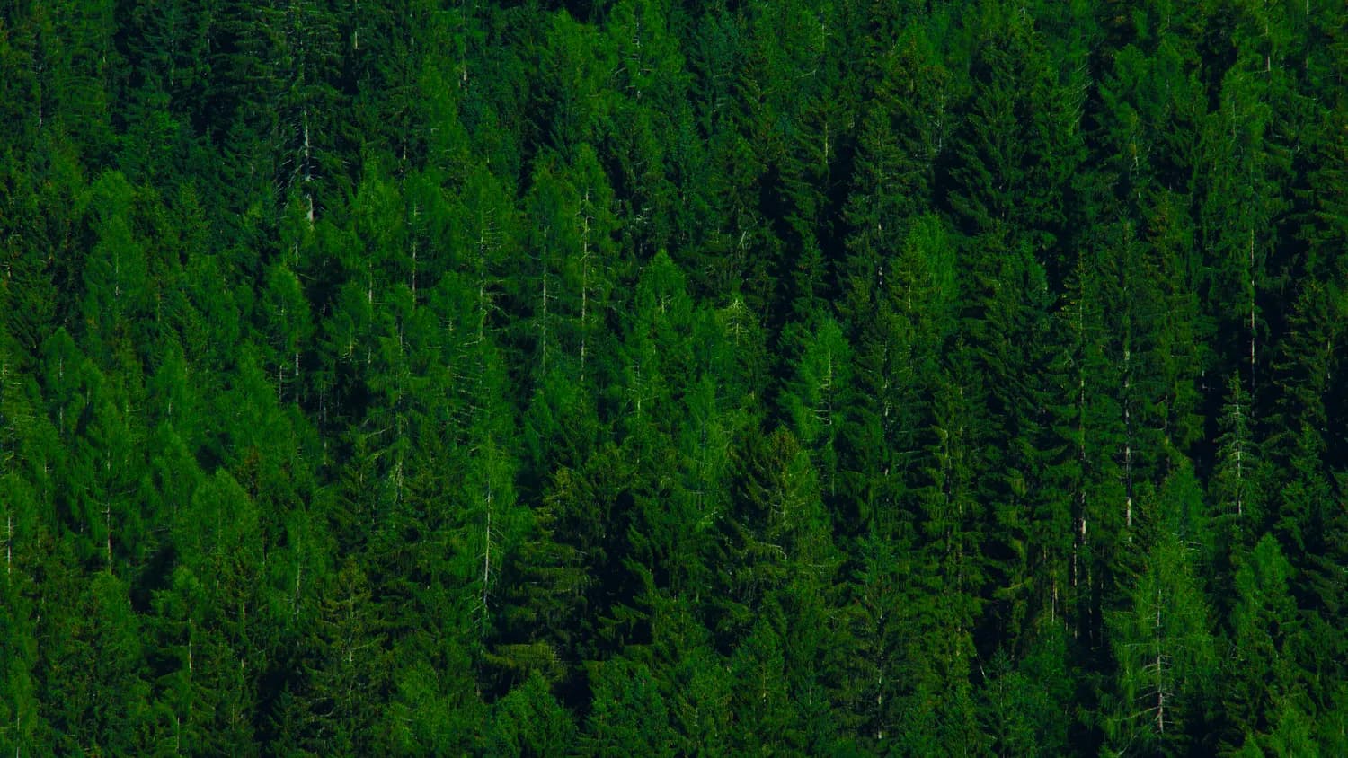 Forest vs Pomodone：谁是番茄工作法神器？