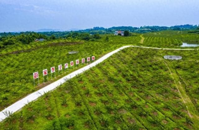 从2000亩到5800亩，彭家乡李子产业助力村民增收5000元