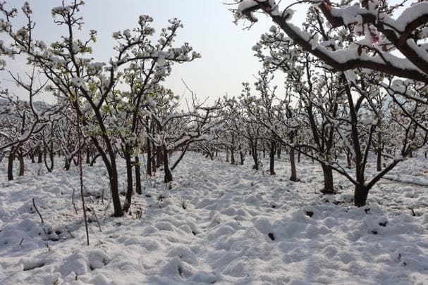 春天下雪为什么叫瑞雪?