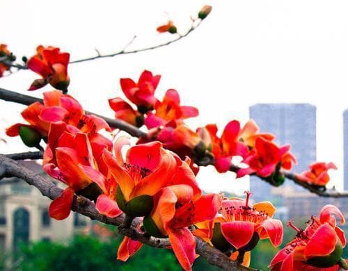 木棉花：探寻木棉花的花语与意义