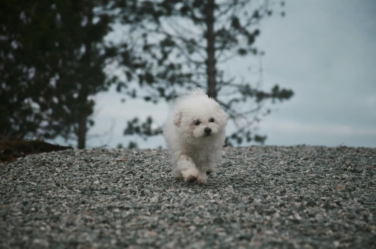 比熊犬意外伤害急救指南：主人们必学！