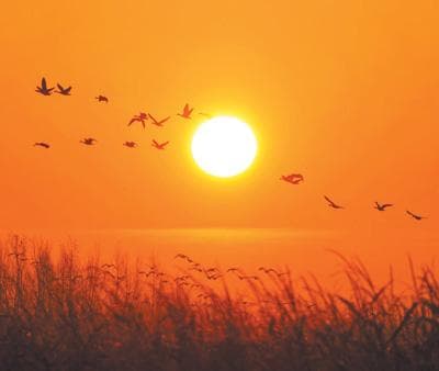 守护迁飞、科学繁育、野化放飞 多地加强鸟类保护
