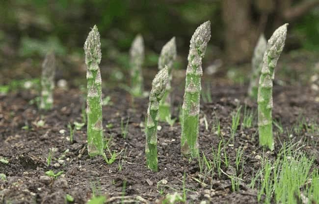 芦笋：从植物学特征到栽培技巧的全面解析