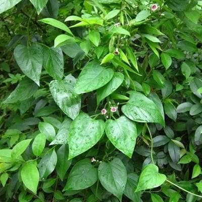 鸡屎藤：一种常见的药用植物
