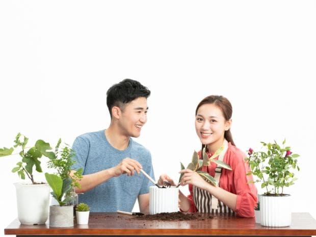 佛手瓜花盆养殖指南：家居绿植的多重妙用