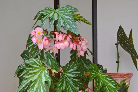 竹节海棠花的养殖方法和注意事项