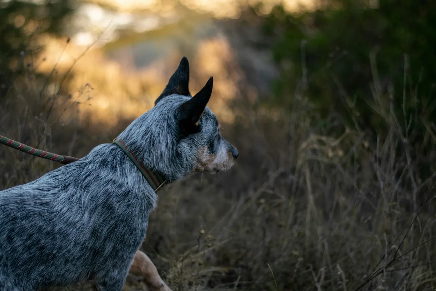 双十一特惠：教你训练警卫犬护家