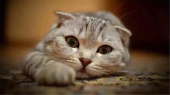 猫咪握手训练技巧分享
