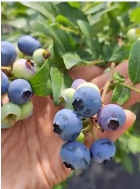 蓝莓生长环境条件是什么？在什么环境下种植最好？