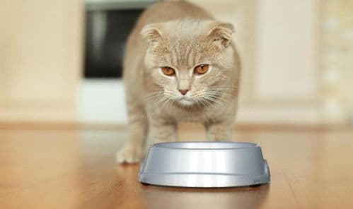 猫咪换粮攻略：轻松过渡新口粮！