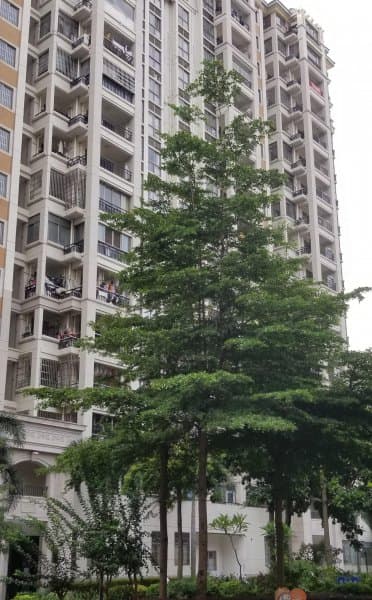 小叶榄仁树：非洲原产的“雨伞树”能否在北方种植？
