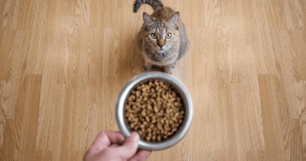 猫咪饮食指南：罐头、干粮、鲜食怎么选？两大类食物优缺点全解析