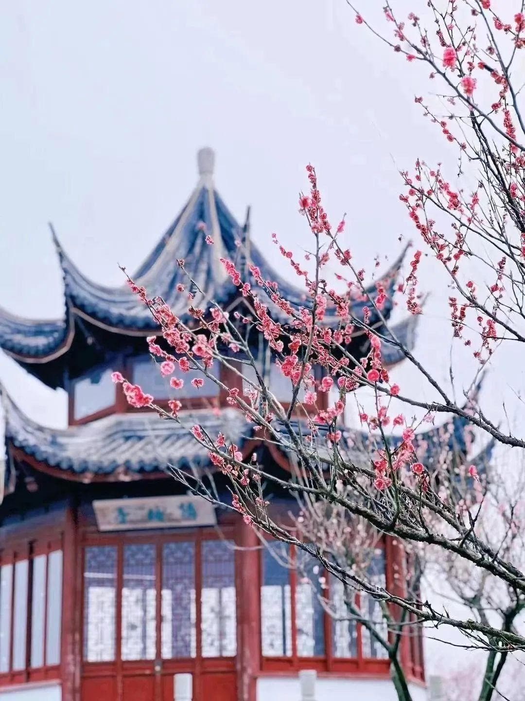 上海文旅生活指南：梅花节、紫罗兰花海、经典演出与艺术展览精彩纷呈