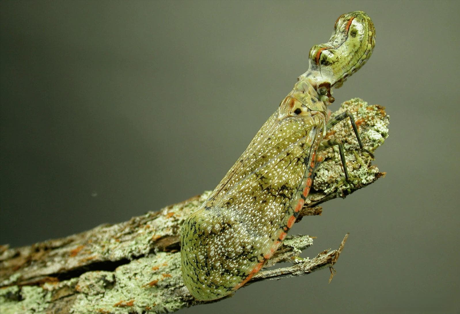 世界上最大的十种虫，第一名长度55米，竟是蓝鲸的两倍