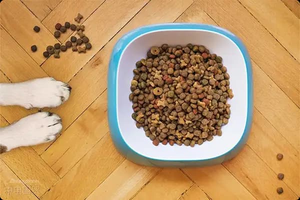 进口宠物食品的规定：进口登记证申请指南！